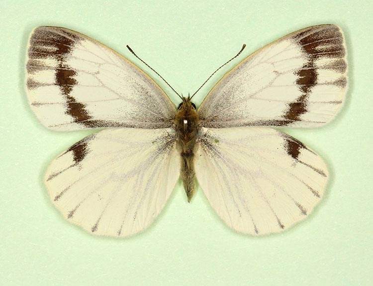 Pieris napi female (aberrant form continua 2) (Internet Image property of respective owner, non-commercial use only)
